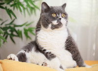 Gros chat gris et blanc avec un air intrigué