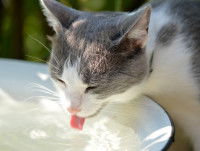Chat gris blanc buvant de l'eau