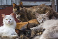 Quatre beaux chats regardant le photographe