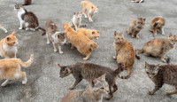 Une multitude de chats