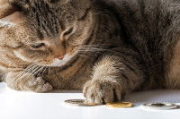 Un chat joue avec des pièces de monnaie