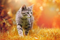 Un chat tigré heureux marche dans un jardin au coucher de soleil