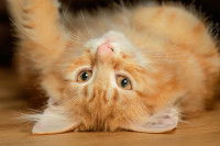 Un jeune chaton Sibérien roux couché sur le dos