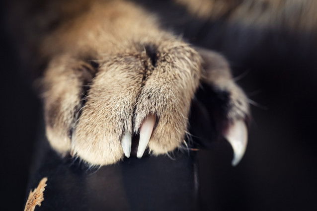 Griffure De Chat Qui Gonfle Et Gratte 10 façons de savoir que son chat est en bonne santé