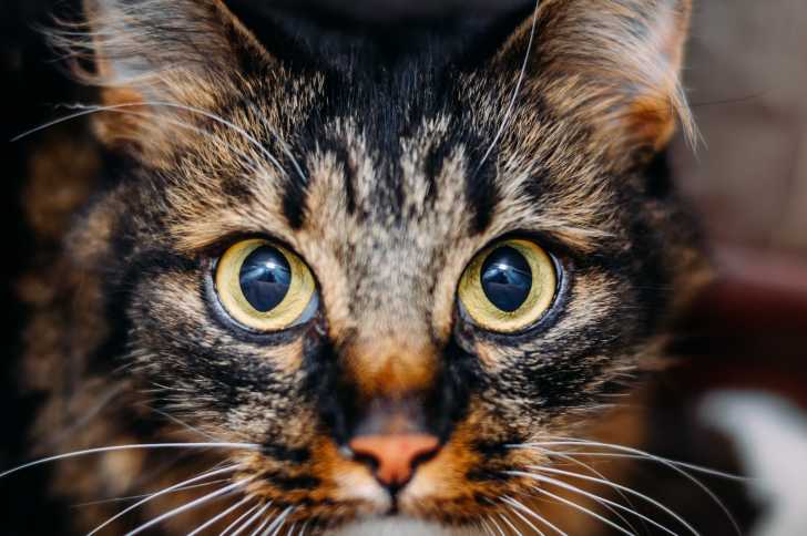 10 Facons De Savoir Si Son Chat Est En Bonne Sante