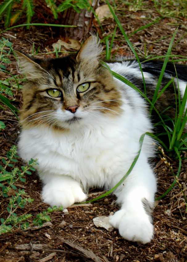 Chats Polydactyles La Polydactylie Chez Le Chat