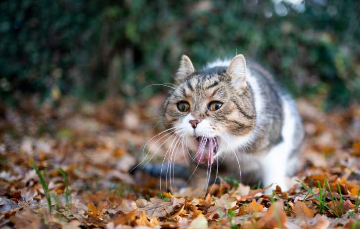 Coronavirus Chat Et Confinement Tout Ce Qu Il Faut Savoir