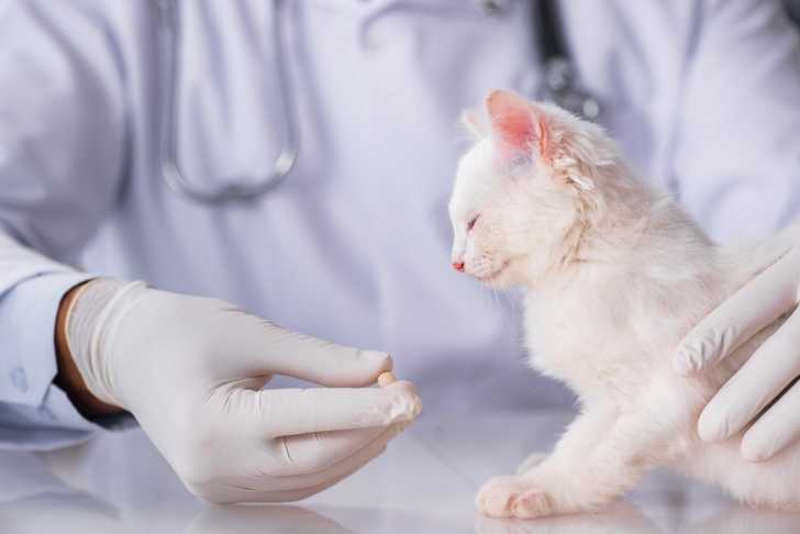 Donner Un Medicament A Un Chat