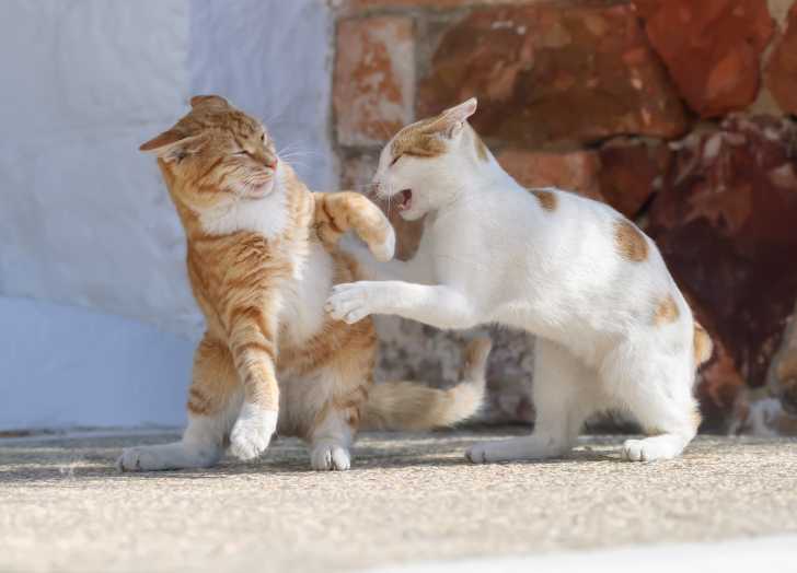 Sterilisation D Un Chat Le Guide Complet