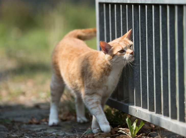 Sterilisation Du Chat Le Guide Complet