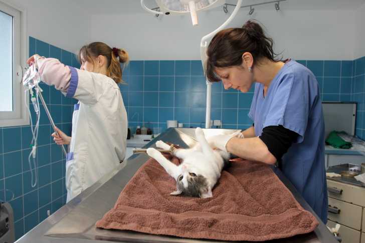 Sterilisation Du Chat Le Guide Complet