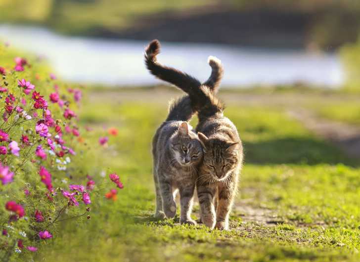 Sterilisation Du Chat Le Guide Complet