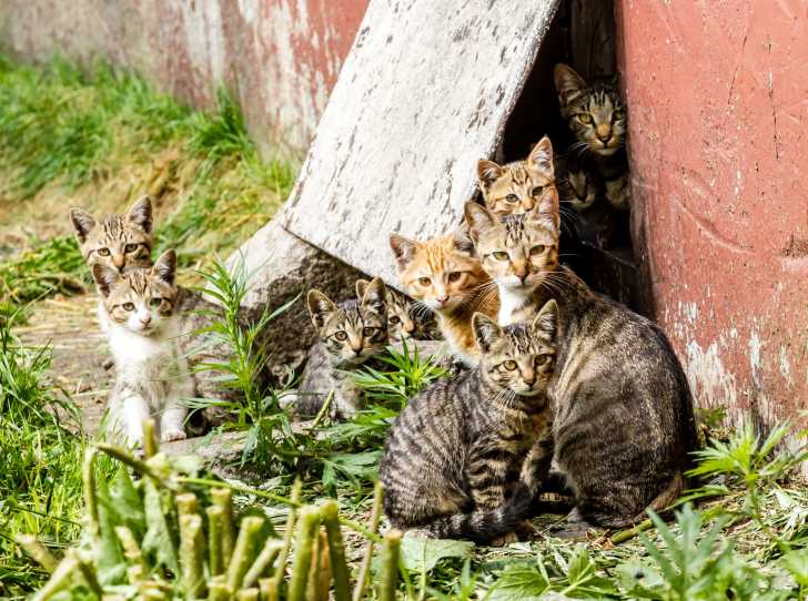 Sterilisation D Un Chat Le Guide Complet