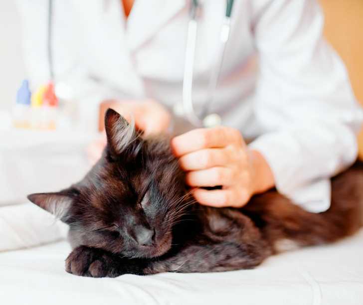 Le Bilan De Sante Du Chat Interet Frequence Cout