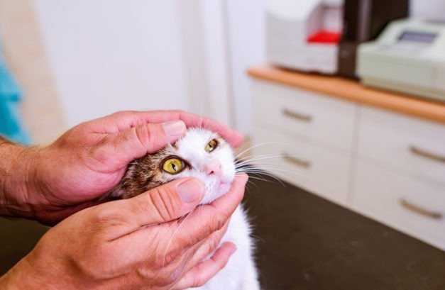 Les Epillets Quels Dangers Pour Le Chat Et Que Faire