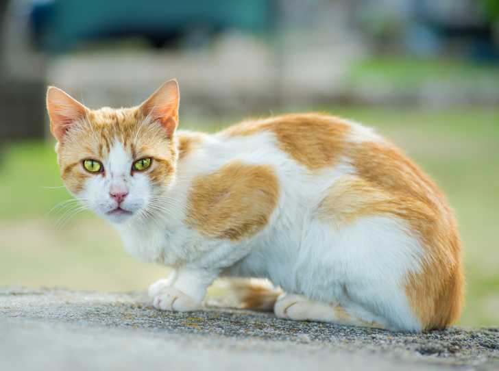 Chat Diabetique Le Diabete Sucre Du Chat