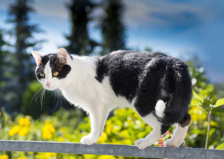 Chat Diabetique Le Diabete Sucre Du Chat