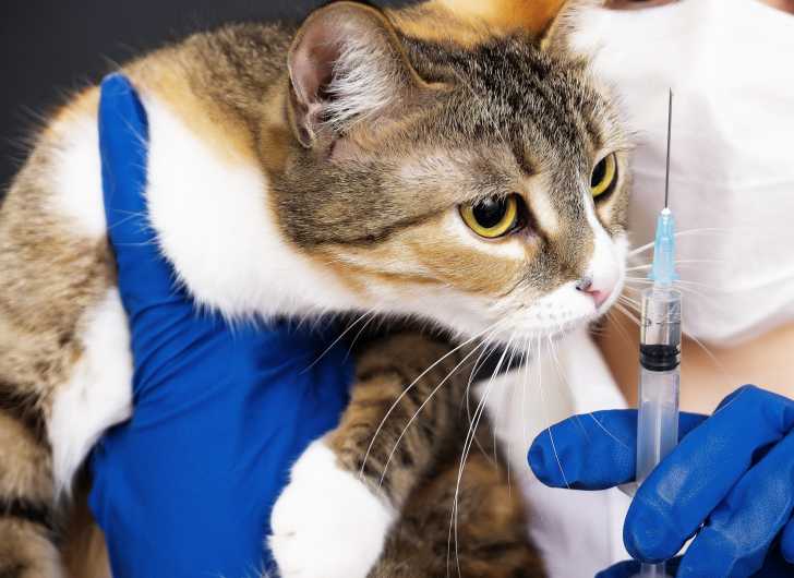 Chat Diabetique Le Diabete Sucre Du Chat