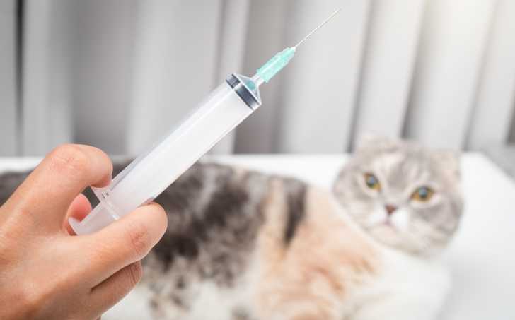 Chat Diabetique Le Diabete Sucre Du Chat