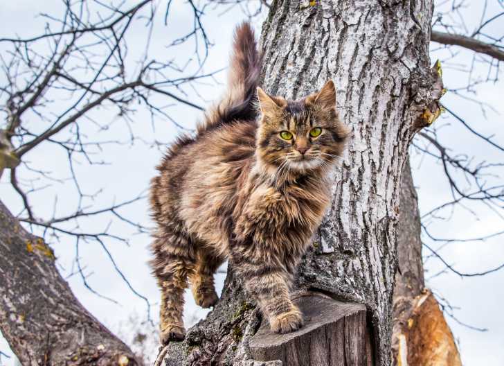 Chat Diabetique Le Diabete Sucre Du Chat