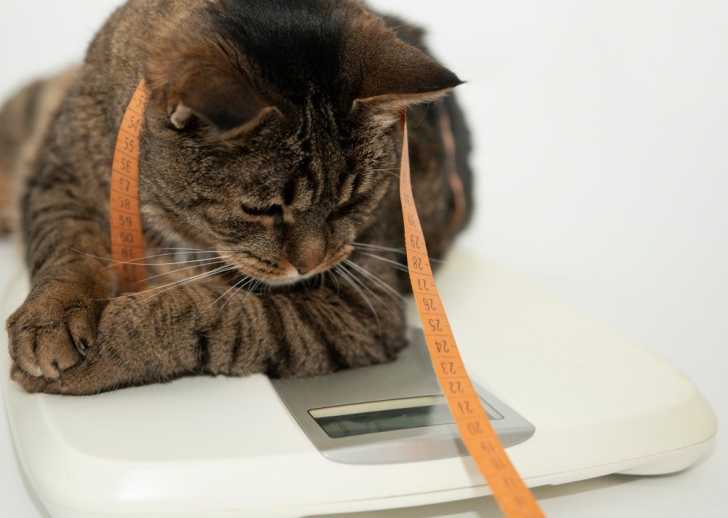 Chat Obese Causes Risques Et Traitement De L Obesite