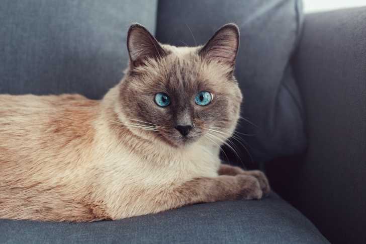 Chat Qui Louche Le Strabisme Chez Le Chat