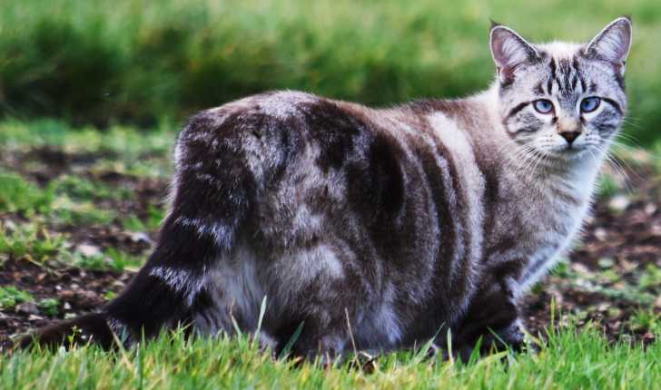 Chat Qui Louche Le Strabisme Chez Le Chat