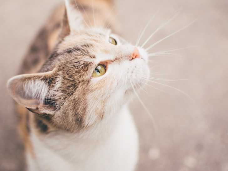 Chat Sourd La Surdite Du Chat