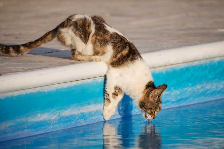 L Intoxication Du Chat A L Eau De Piscine