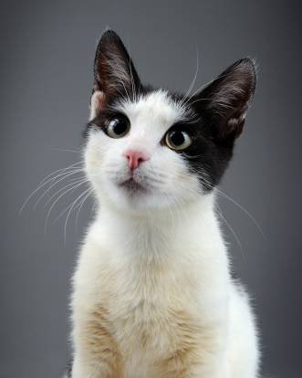 L Avc Accident Vasculaire Cerebral Chez Le Chat