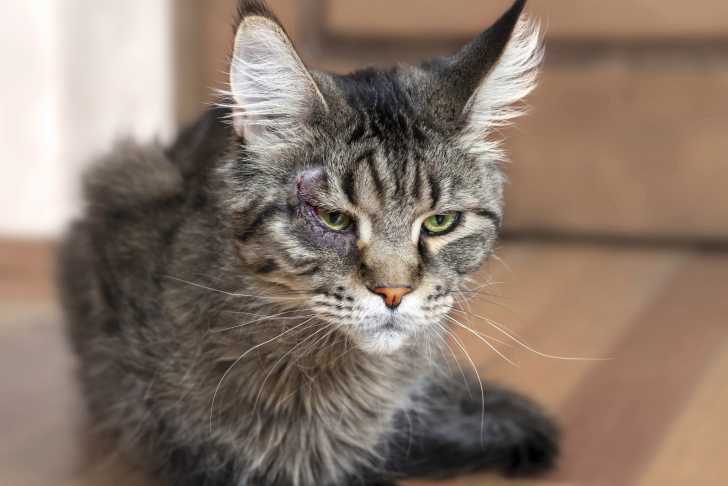 L Entropion Chez Le Chat Causes Symptomes Traitement