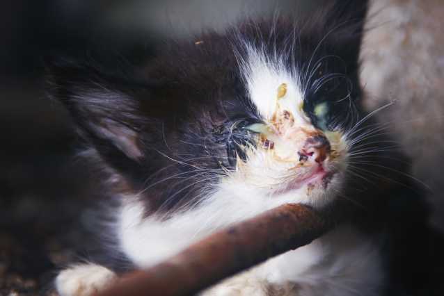 L Herpesvirose Du Chat Causes Symptomes Et Traitement