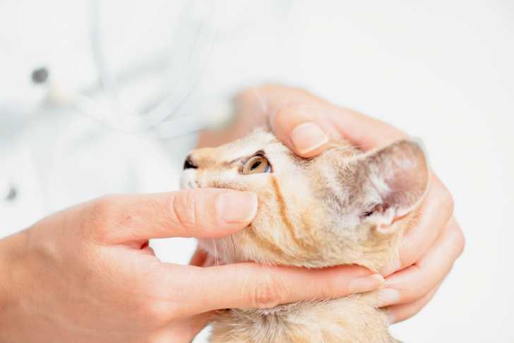 L Herpesvirose Du Chat Causes Symptomes Et Traitement