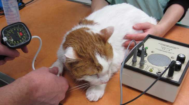 L Hypertension Arterielle Du Chat Symptomes Causes Traitement