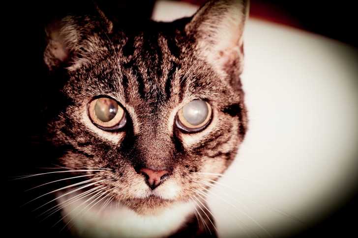 La Cataracte Chez Le Chat Causes Symptomes Traitement