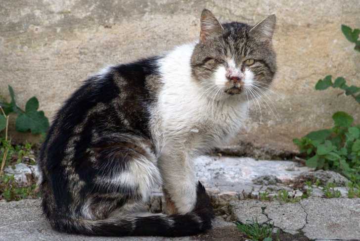 La Conjonctivite Chez Le Chat La Conjonctivite Chez Le Chat