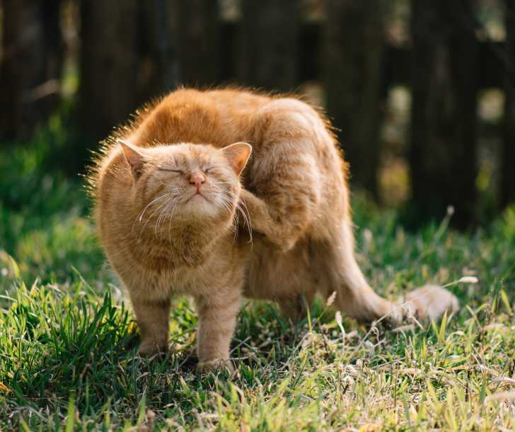 La Demodecie Chez Le Chat Causes Symptomes Et Traitement