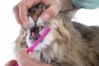La Gingivite Chez Le Chat Causes Traitement Prevention