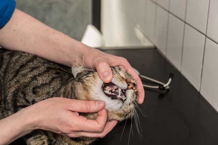 La Gingivite Chez Le Chat Causes Traitement Prevention