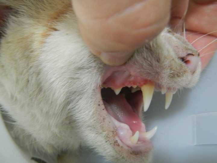 La Gingivite Chez Le Chat Causes Traitement Prevention