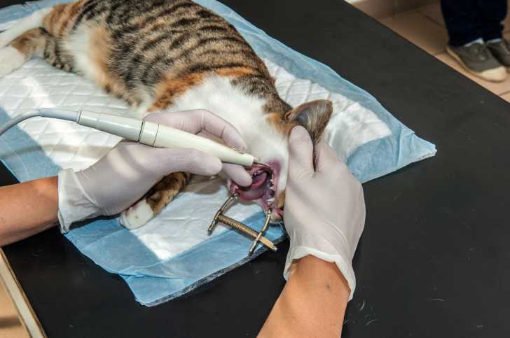 La Gingivite Chez Le Chat Causes Traitement Prevention