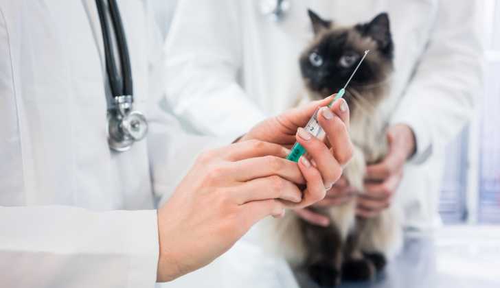 La Gingivite Chez Le Chat Causes Traitement Prevention