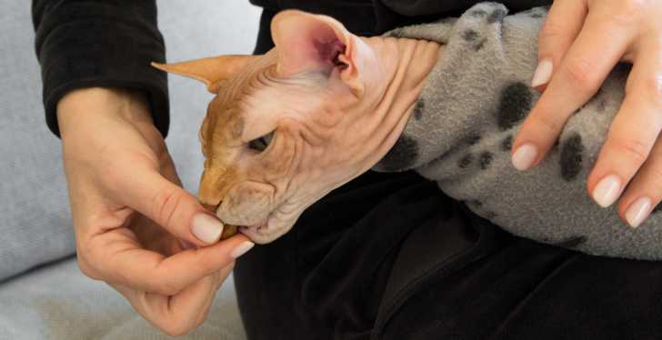 La Gingivite Chez Le Chat Causes Traitement Prevention