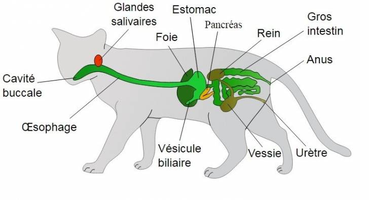 La pancréatite chez le chat : symptômes, diagnostic, traitement...