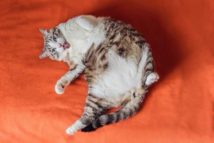 La Pancreatite Chez Le Chat Symptomes Diagnostic Traitement