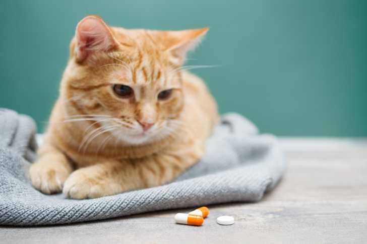 La Pancreatite Chez Le Chat Symptomes Diagnostic Traitement