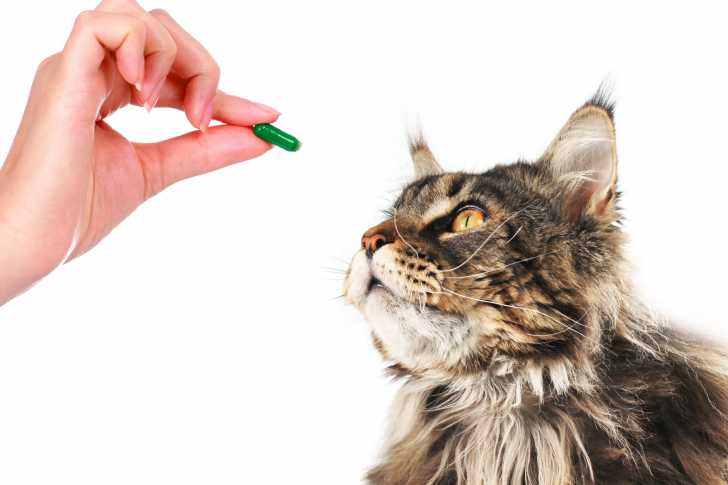 La Pancreatite Chez Le Chat Symptomes Diagnostic Traitement