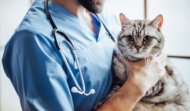 La Pancreatite Chez Le Chat Symptomes Diagnostic Traitement