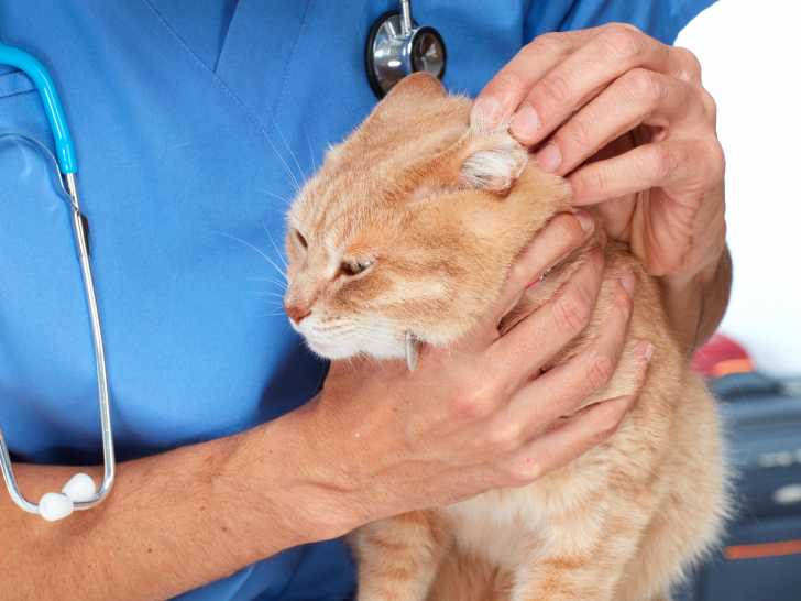 La Piroplasmose Chez Le Chat Symptomes Traitement Prevention