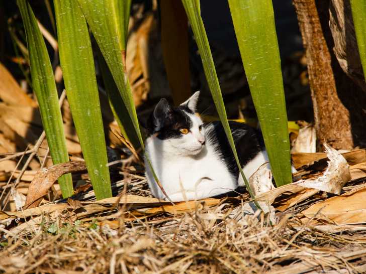 La Piroplasmose Chez Le Chat Symptomes Traitement Prevention